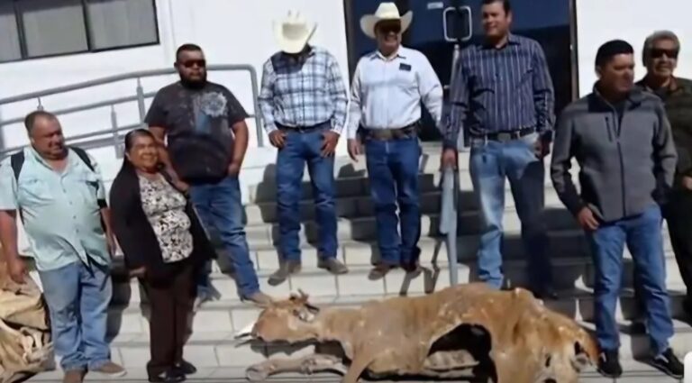 Ganaderos de Chihuahua Protestan con Reses Muertas por Falta de Apoyo ante Sequía