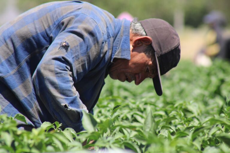 Invita SDR a participar en la convocatoria para adquirir semilla de pradera