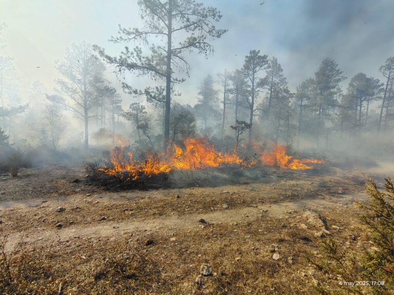 Cerca de 400 combatientes enfrentan 14 incendios forestales en la Sierra Tarahumara
