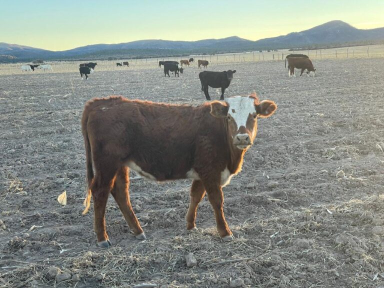 Ofrece Secretaría de Desarrollo Rural créditos emergentes para productores ganaderos