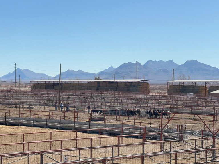 Listas para cruzar a la frontera las primeras 70 mil cabezas de ganado