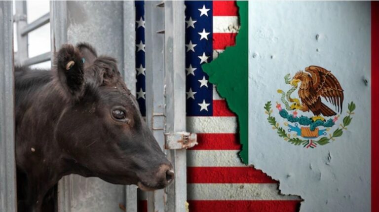 EU bloquea importación de ganado mexicano tras registrarse caso de gusano barrenador en Veracruz