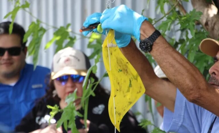 Colocan primeras 500 trampas para detectar a la mosca portadora del Gusano Barrenador del Ganado