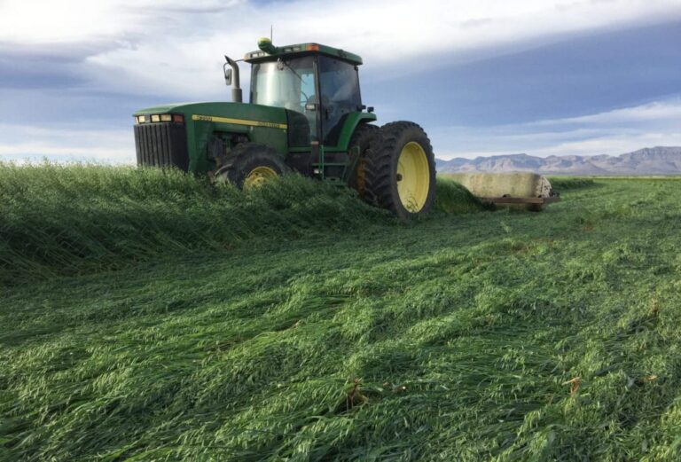 Cultivos resistentes a la sequía para Chihuahua: opciones estratégicas en tiempos secos