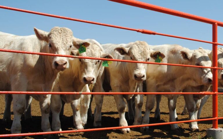 Chihuahua abre frontera comercial: gestiona reapertura ganadera con Texas ante restricciones sanitarias