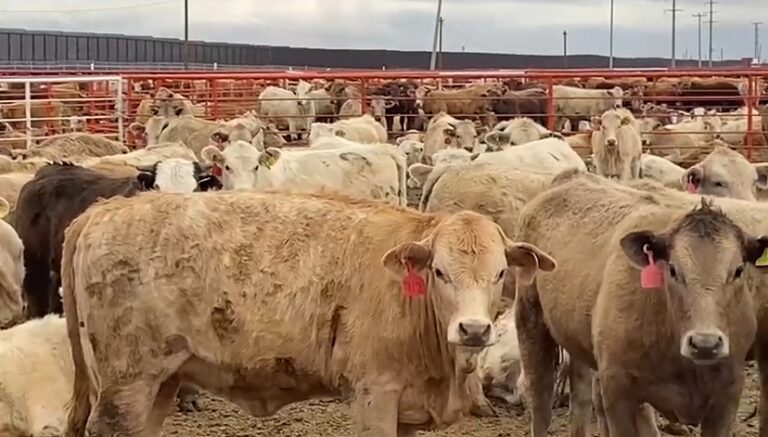 Ganaderos de Chihuahua apuestan por valor agregado ante cierre fronterizo