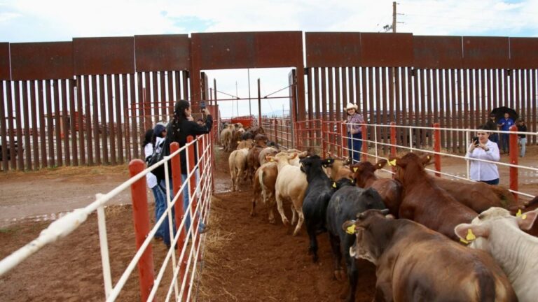 “Ganadería mexicana controla 700 mil cabezas: un ciclo afectado por el cierre de frontera con EE. UU.”