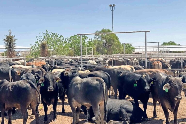 México y EE.UU. sellan pacto para blindar exportaciones bovinas ante cierres fronterizos arbitrarios