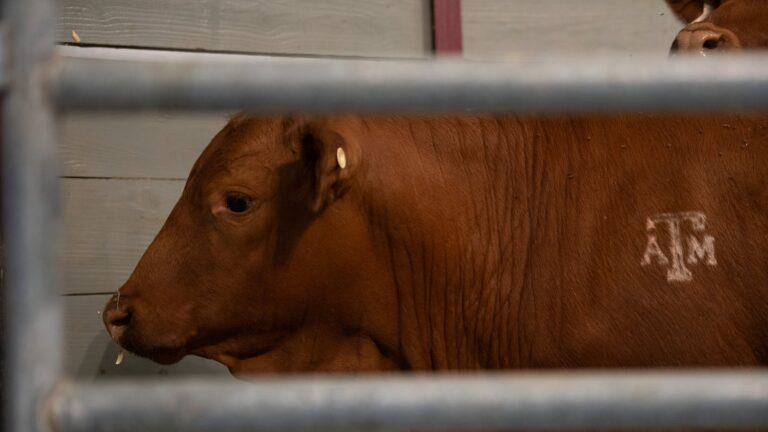EE.UU. mantiene cerrada la frontera al ganado mexicano por brote de plaga