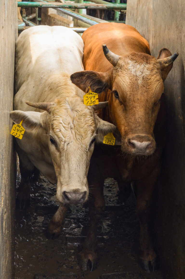 Estados Unidos y Senasica inspeccionan protocolos sanitarios en Chihuahua para fortalecer exportaciones