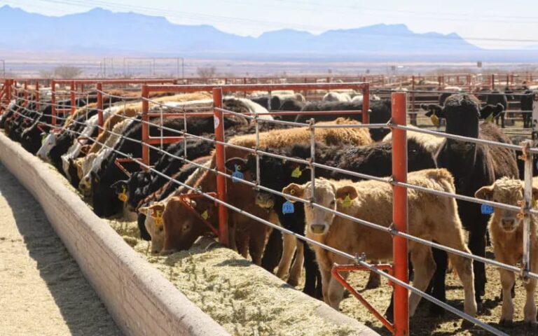 “Chihuahua ingresará en la segunda etapa del plan nacional de producción de carne en septiembre de 2025”