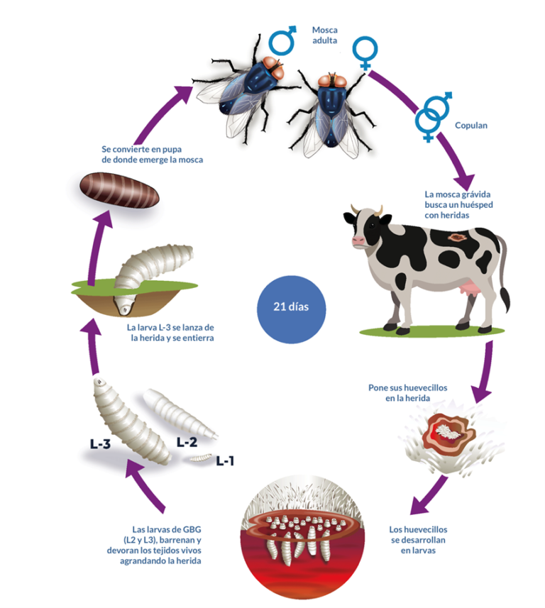 “Caen casos de gusano barrenador en México: plan conjunto con EE. UU. reduce plaga en 28 %”