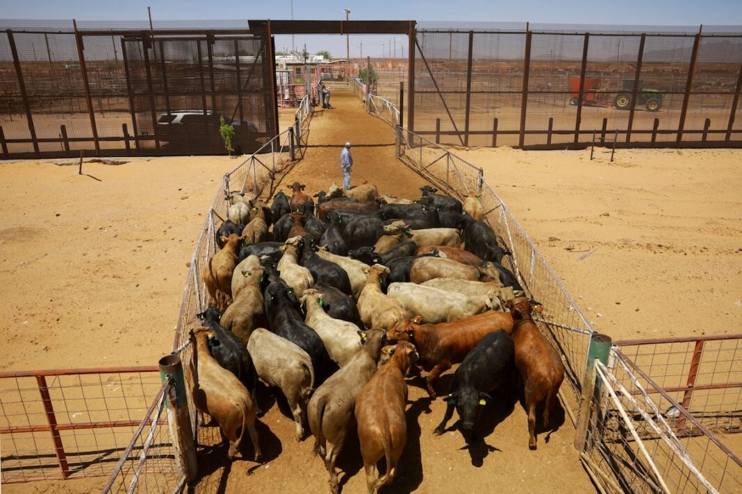 Sheinbaum presiona por reabrir la frontera ganadera con EE. UU. antes de que entre en operación la planta de moscas estériles