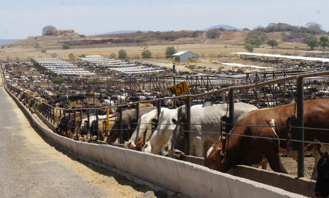 Chihuahua avanza en alianza binacional con EE. UU. para reactivar exportación de ganado en 2026”