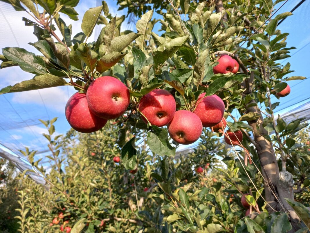 Chihuahua refuerza su liderazgo frutícola con una ambiciosa apuesta por la manzana