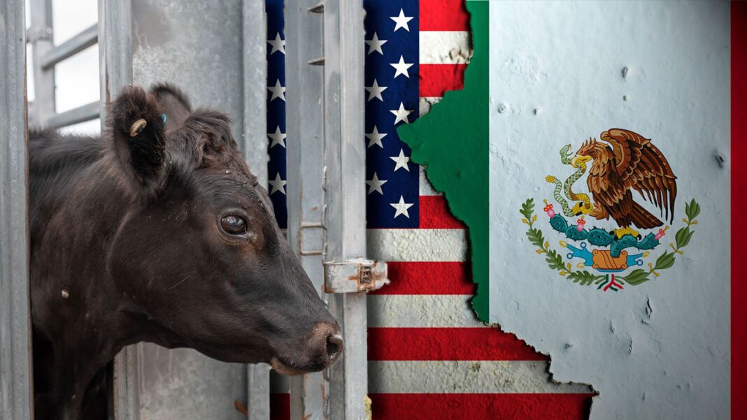 Crisis sanitaria frena la reapertura fronteriza y preocupa al sector ganadero mexicano