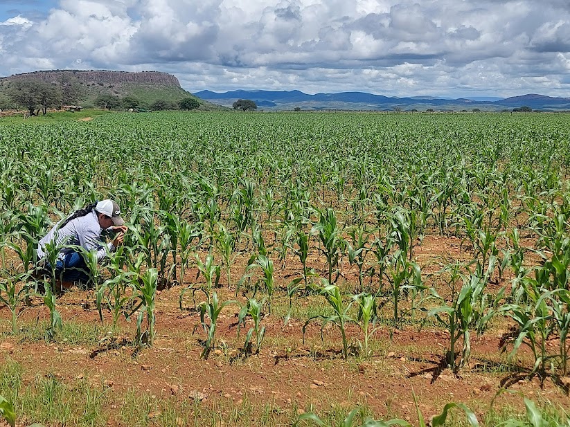 Cosecha Prometedora: El Maíz de Chihuahua Podría Superar el Millón de Toneladas