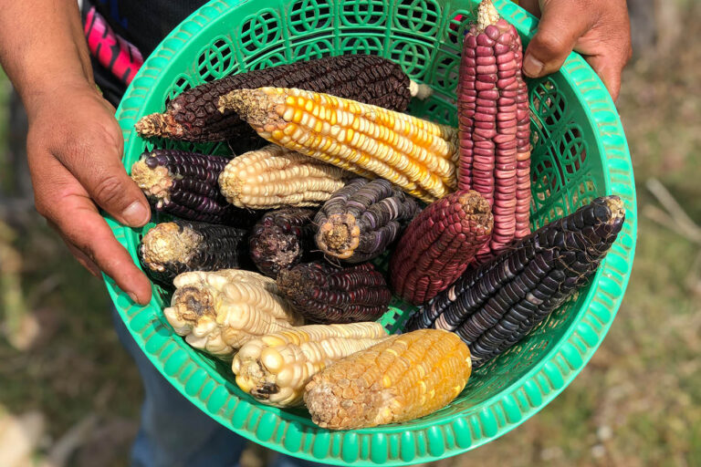 Claudia Sheinbaum impulsa el Plan Nacional del Maíz Nativo: preservar la raíz de México
