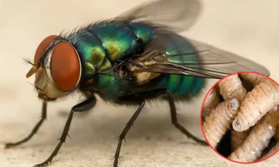 México libra una batalla histórica contra el gusano barrenador del ganado