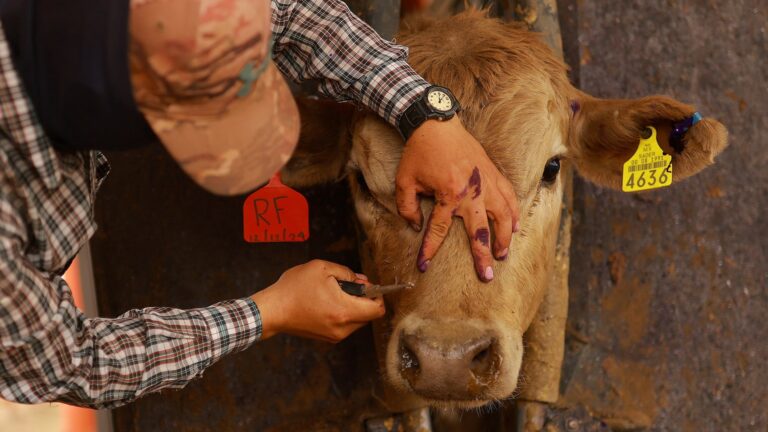 Refuerzan esfuerzos federales y estatales para combatir la plaga del gusano barrenador
