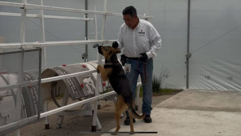 “Propuesta de uso de perros detectores para evitar que el gusano barrenador afecte al ganado en Sonora”