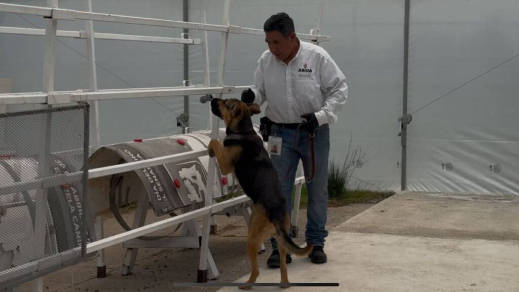 “Propuesta de uso de perros detectores para evitar que el gusano barrenador afecte al ganado en Sonora”