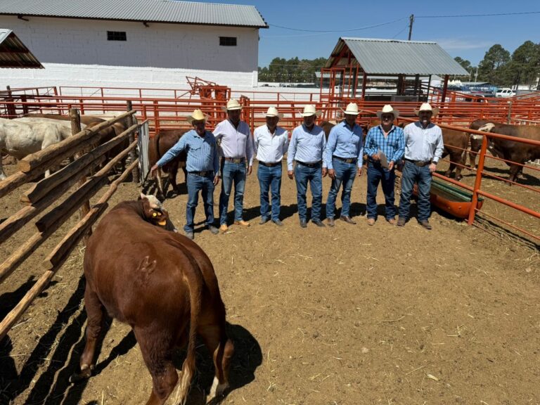 Productores de Chihuahua buscan proteger su hato tras resolución de la Corte