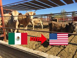 Apoyarán con más de 2 mil millones de pesos a ganaderos del norte por freno a exportaciones