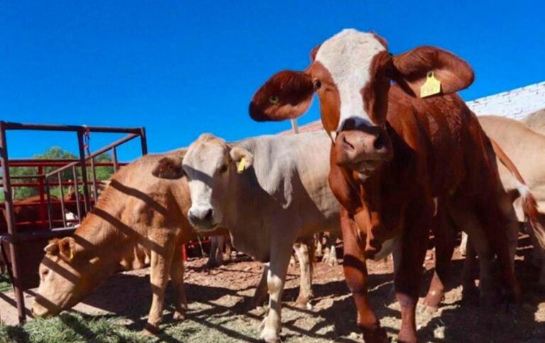 Productores de Cuauhtémoc Encuentran Nuevos Mercados en el Centro del País