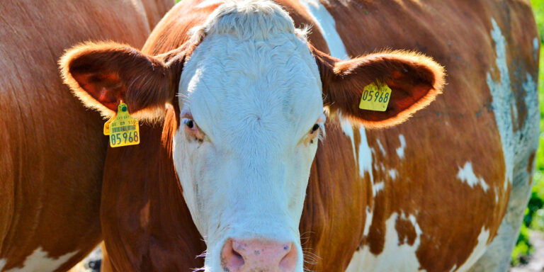 REEMO genera debate entre ganaderos; autoridades defienden control sanitario del ganado