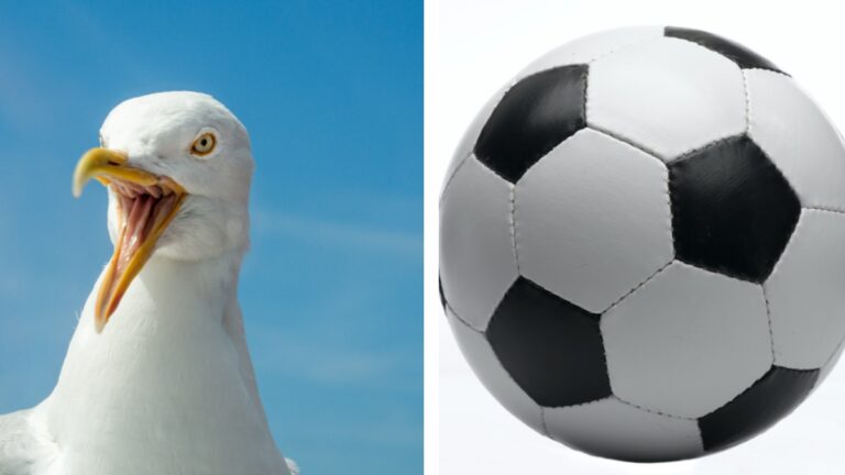 Futbolista se convierte en héroe al reanimar a una gaviota en pleno partido en Turquía