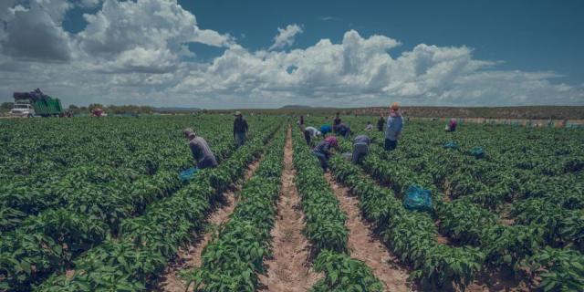 Impulsa Estado el desarrollo de productores de la región noroeste con inversión de más de 165 millones de pesos