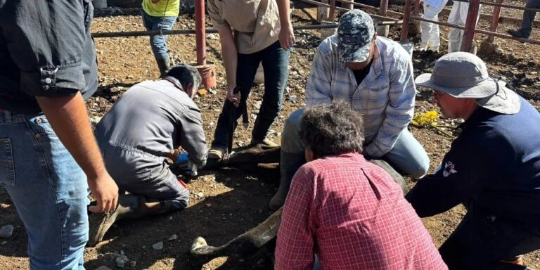 Senasica intensifica cerco sanitario contra gusano barrenador en el noreste