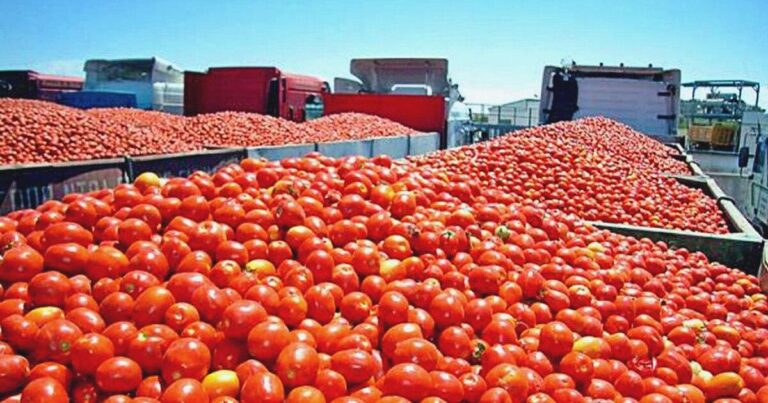 “Jitomate encarece la mesa: sube su precio y presiona la economía familiar”