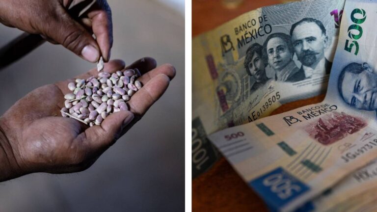 Producción para el Bienestar 2026: estos son los apoyos, fechas de depósito y quiénes recibirán hasta 24 mil pesos