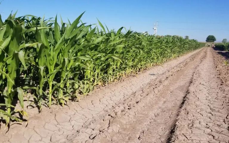 Chihuahua enfrenta presión hídrica: el campo consume rápidamente las reservas de agua