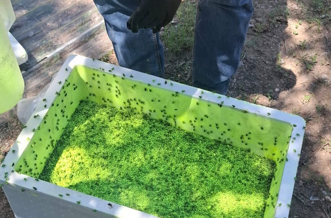 Aclara Secretaría de Desarrollo Rural que mosca estéril liberada contra el GBG no es identificable a simple vista
