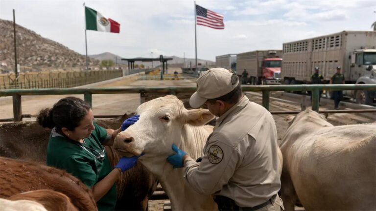Chihuahua recupera impulso ganadero con la reapertura gradual de exportaciones a Estados Unidos
