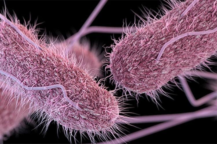 Confirman brote de salmonela en el Hospital General de México; 135 médicos afectados